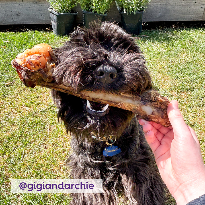 Aussie Kangaroo Shin Bone Dog Treat