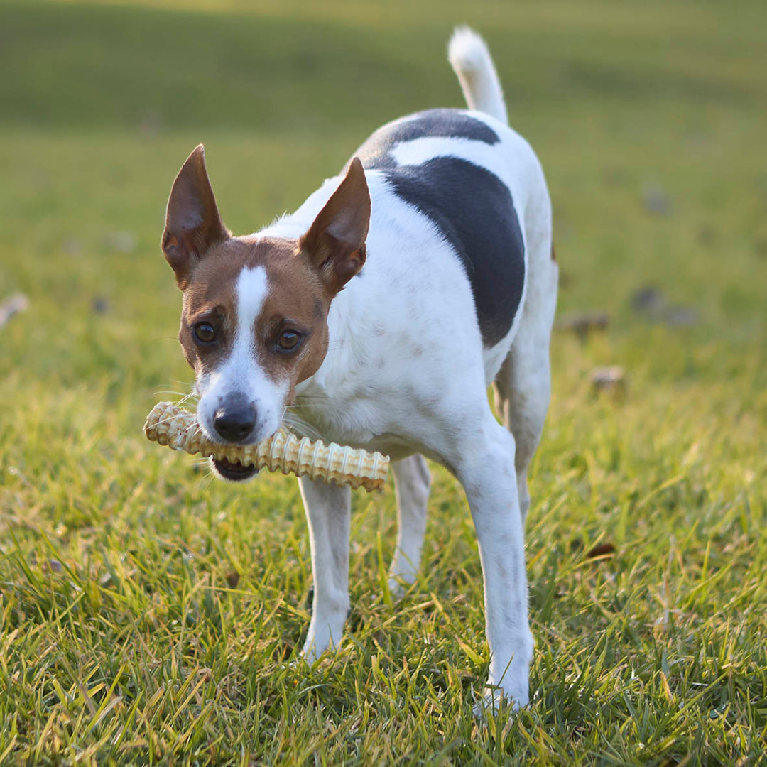 Aussie Shark Cartilage Value Pack - 1kg