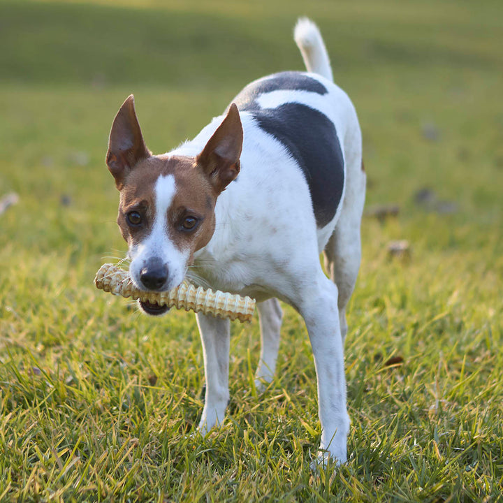 Aussie Shark Cartilage Value Pack - 1kg