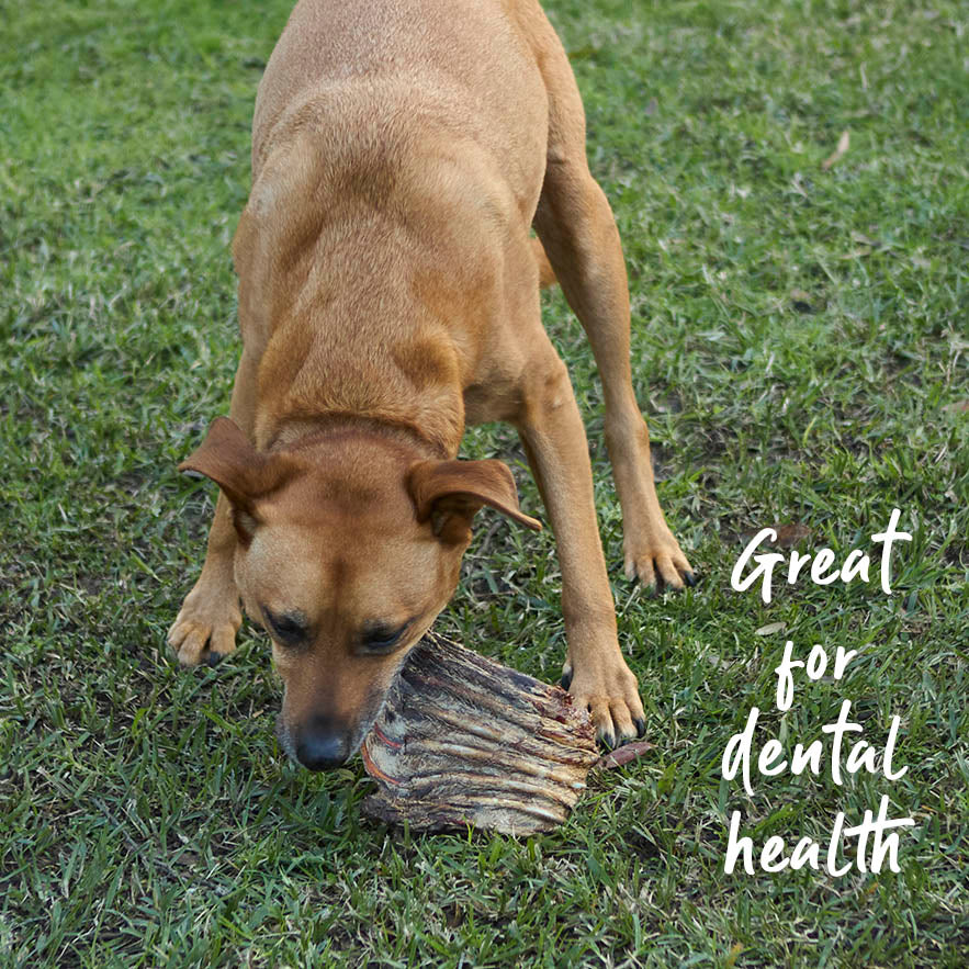 Aussie Kangaroo Ribs Value Pack - 1kg