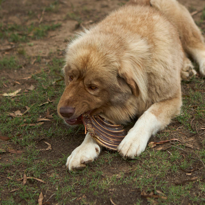 Aussie Kangaroo Ribs Value Pack - 1kg
