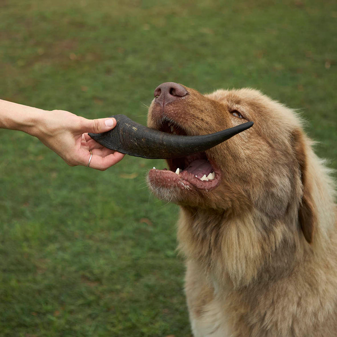 Aussie Goat Horn Dog Treat