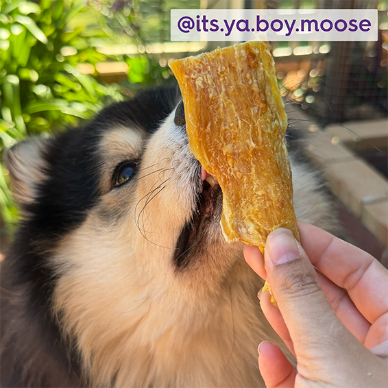 Aussie Beef Tendon Dog Treats