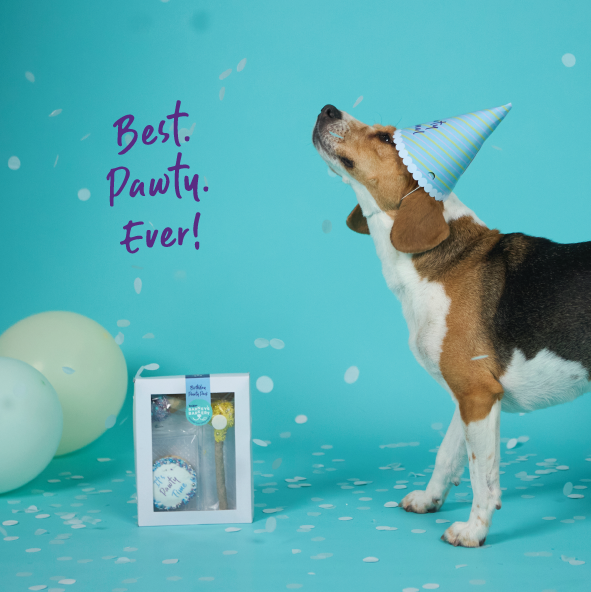 Dog Birthday Treats Party Pack Blue – Kazoo Pet Co1