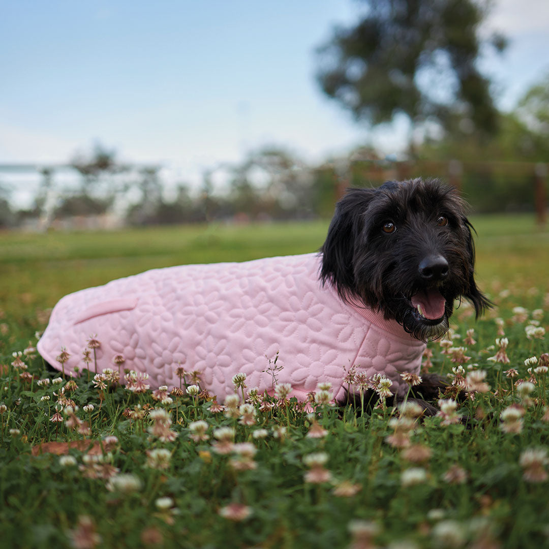 Kazoo dog jacket hotsell