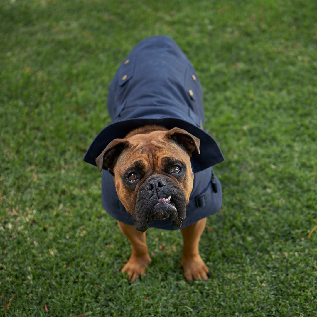 Aussie Oilskin Waterproof Dog Coat - Navy