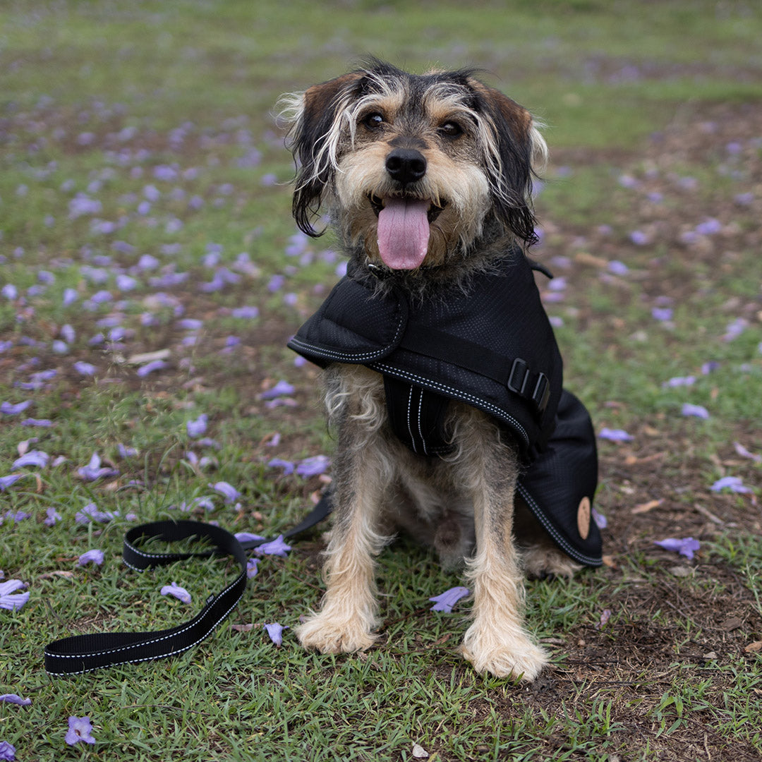 Adventure Dog Coat with Harness Hatch - Black