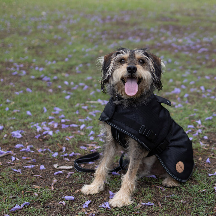 Adventure Dog Coat with Harness Hatch - Black