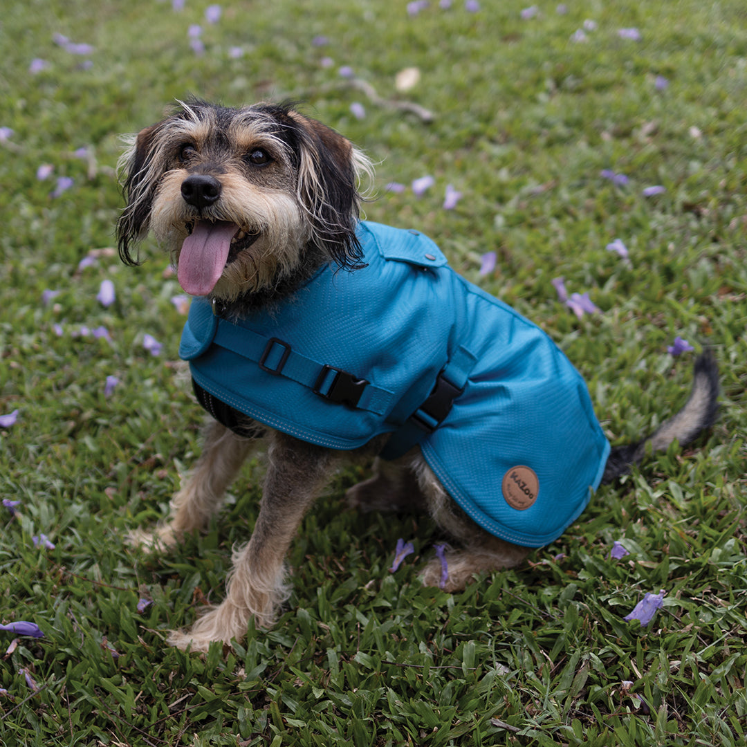 Adventure Dog Coat with Harness Hatch - Blue