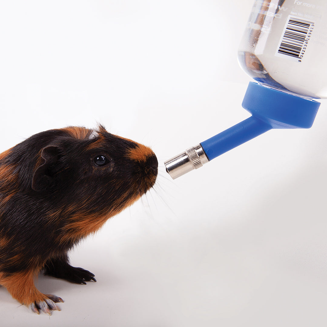 Small Animal Drinking Water Drinking Bottles Kazoo Pet Co