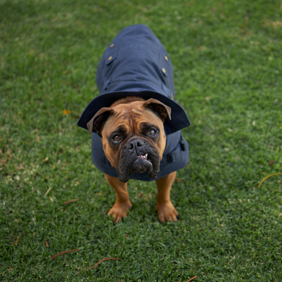 Aussie Oilskin Dog Coat Navy Kazoo Pet Co