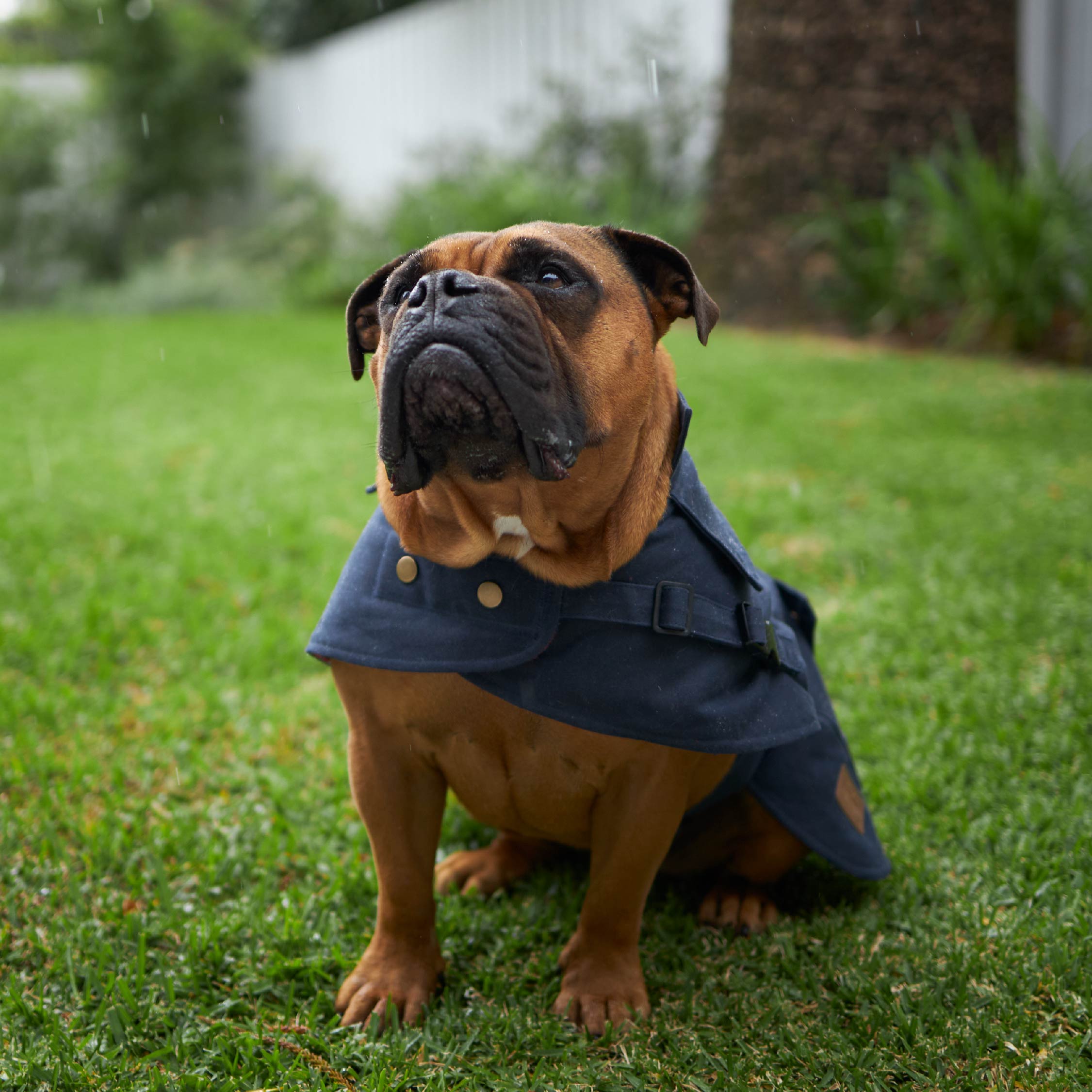 Oilskin dog jacket cheap