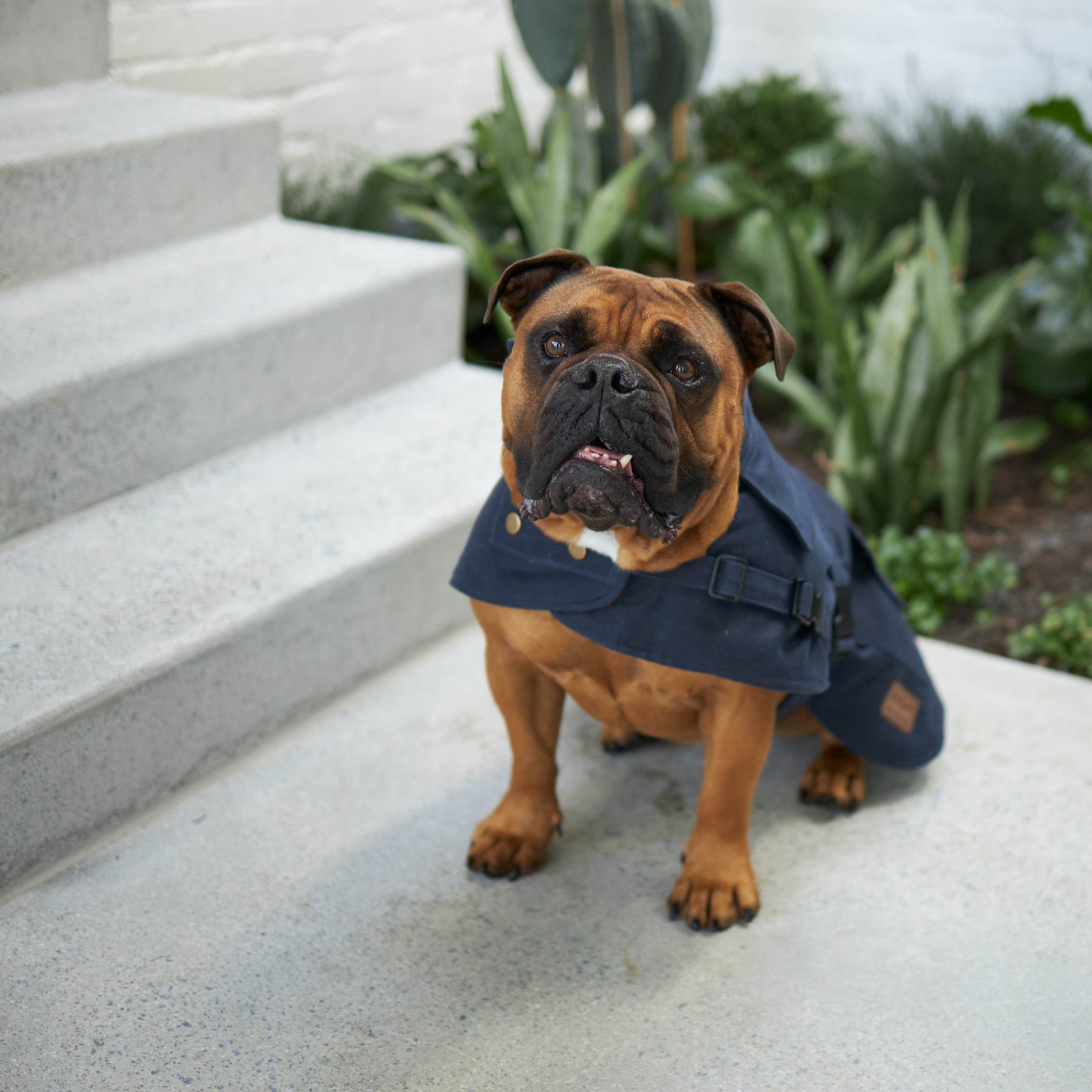 Aussie Oilskin Dog Coat Navy Kazoo Pet Co