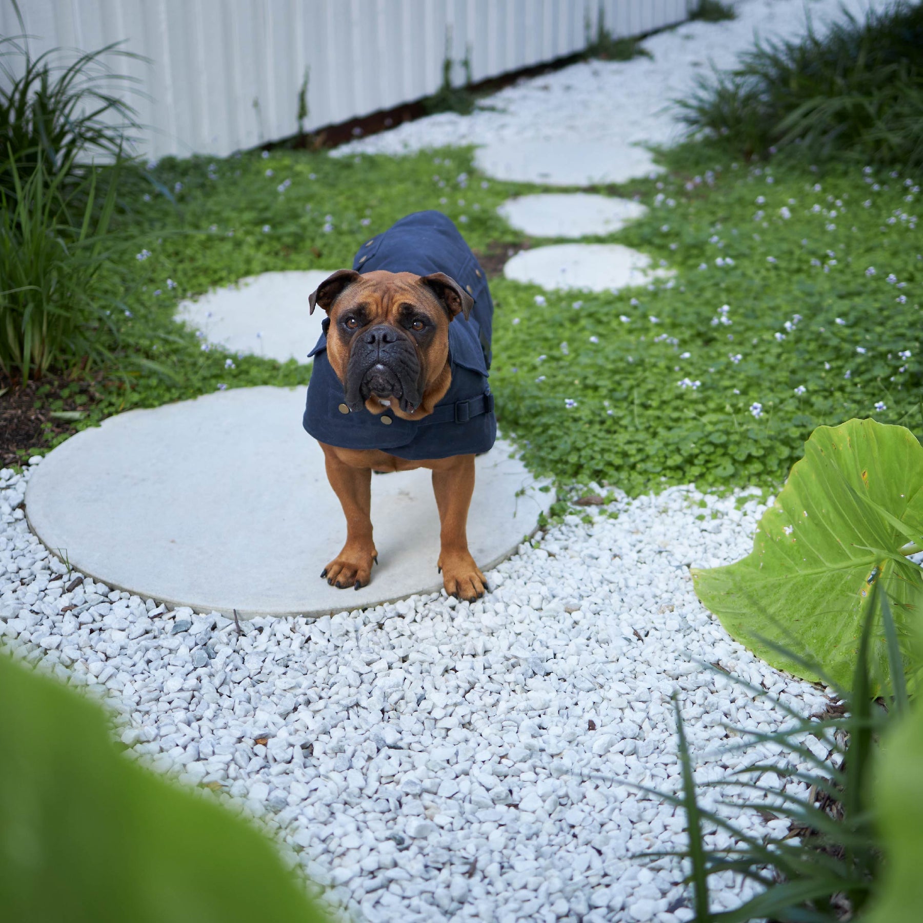 Aussie Oilskin Dog Coat Navy Kazoo Pet Co