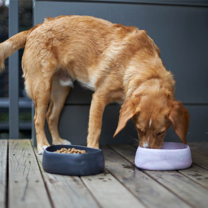 Better Bowl For Dogs - Charcoal Black