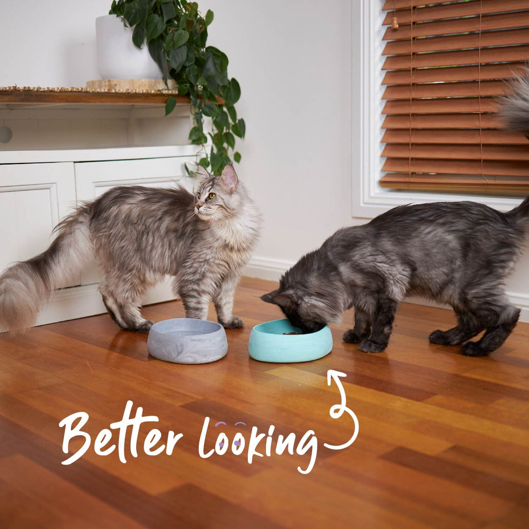 Better Bowl For Cats - Sage Green
