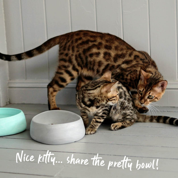 Better Bowl For Cats - Sage Green
