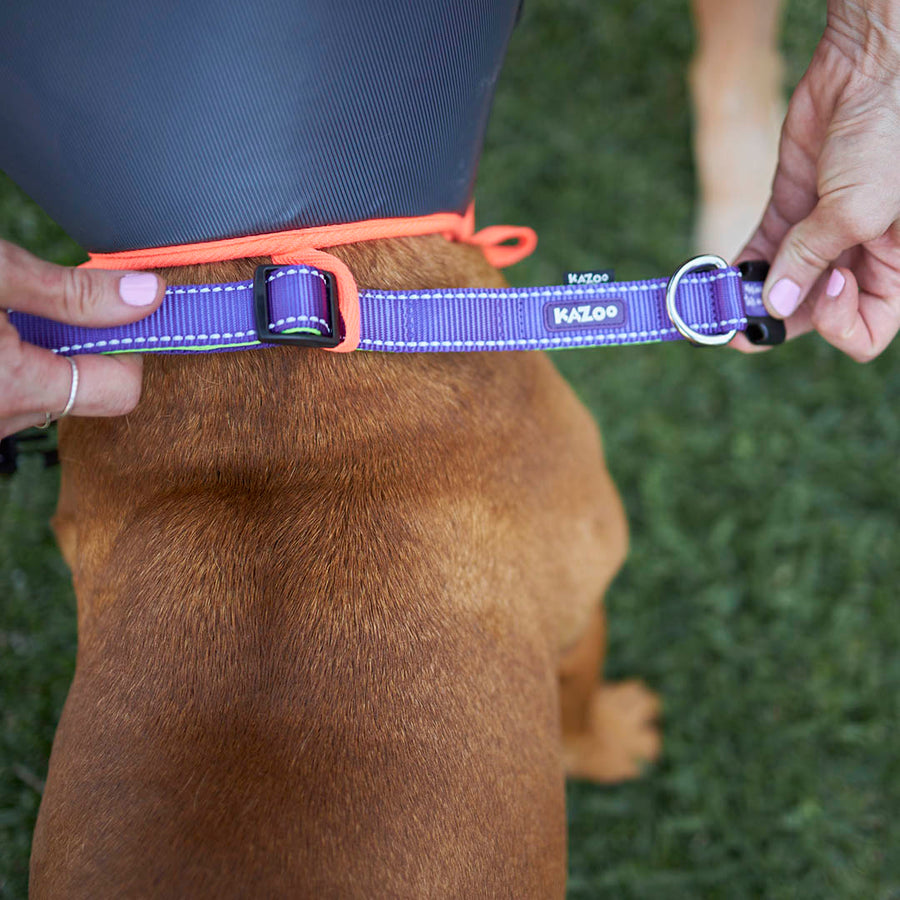 Comfy Recovery Collar Kazoo Pet Co