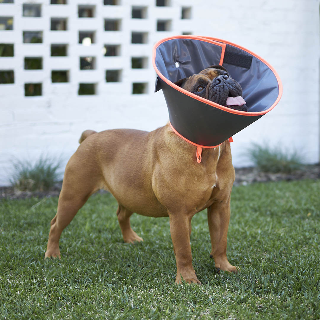 Comfy dog cone healing collar 2025