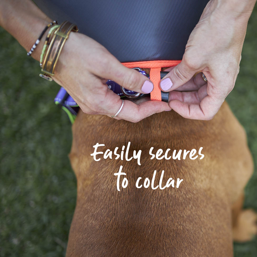 Comfy Recovery Collar