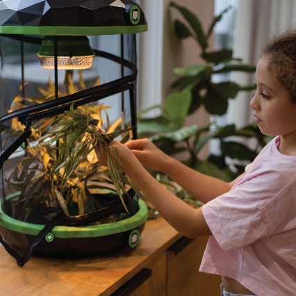 Stick Insect Pod Enclosure – Kazoo Pet Co