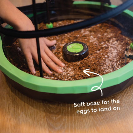 Stick Insect Enclosure Substrate – Kazoo Pet Co