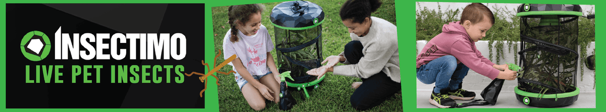 Insectimo Stick Insects – Kazoo Pet Co