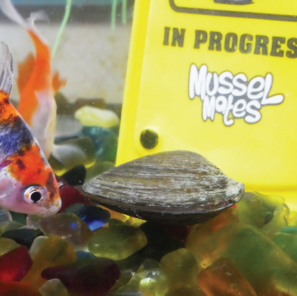 Mussel Mate Cleaning Sign - Aquarium Ornament