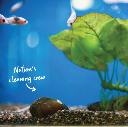 Live Freshwater Mussel - Natural Aquarium Filter