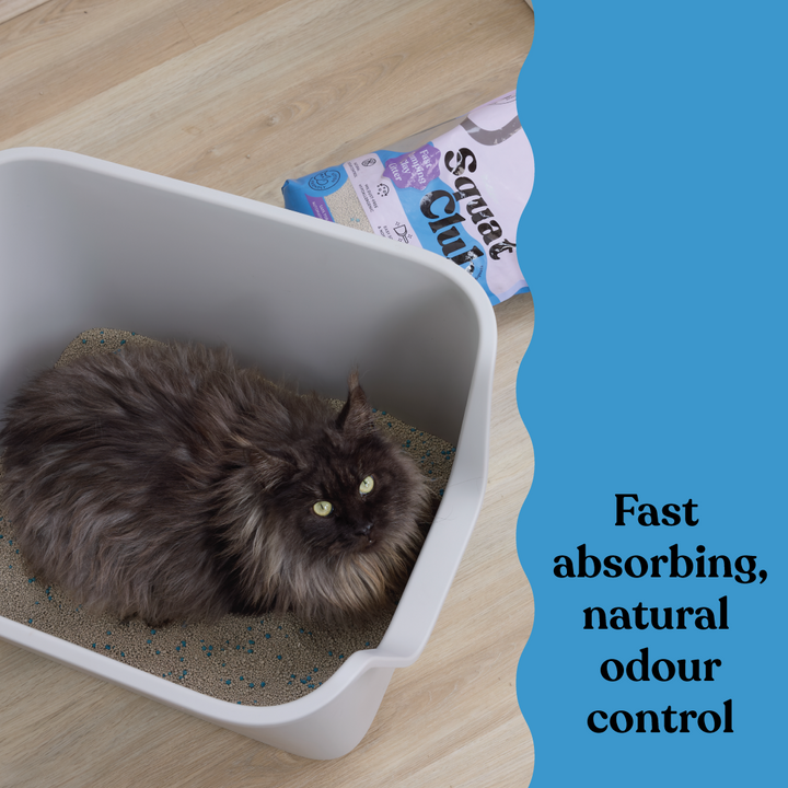 Fast Clumping Clay Cat Litter Lavender