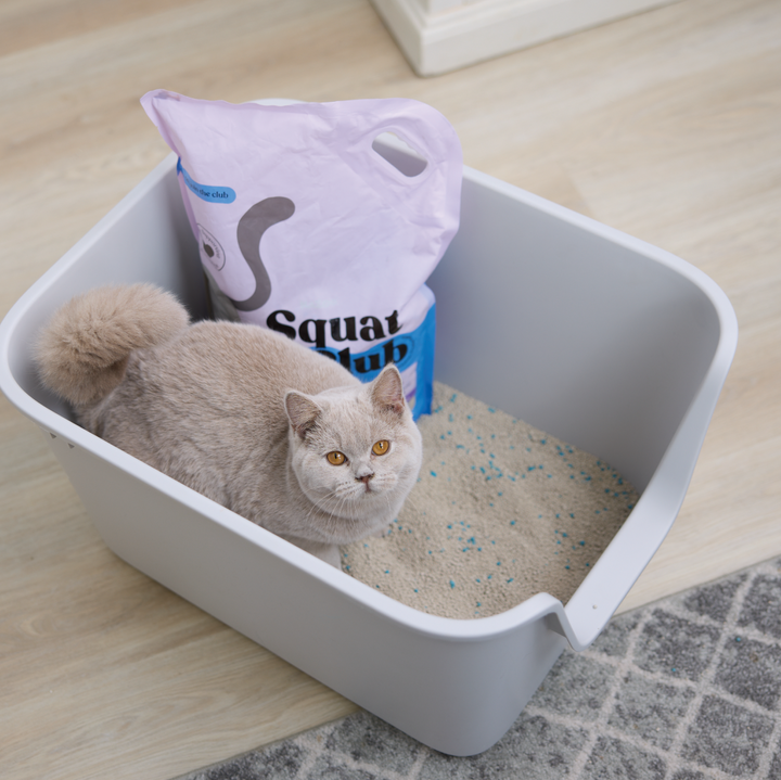 Fast Clumping Clay Cat Litter Lavender