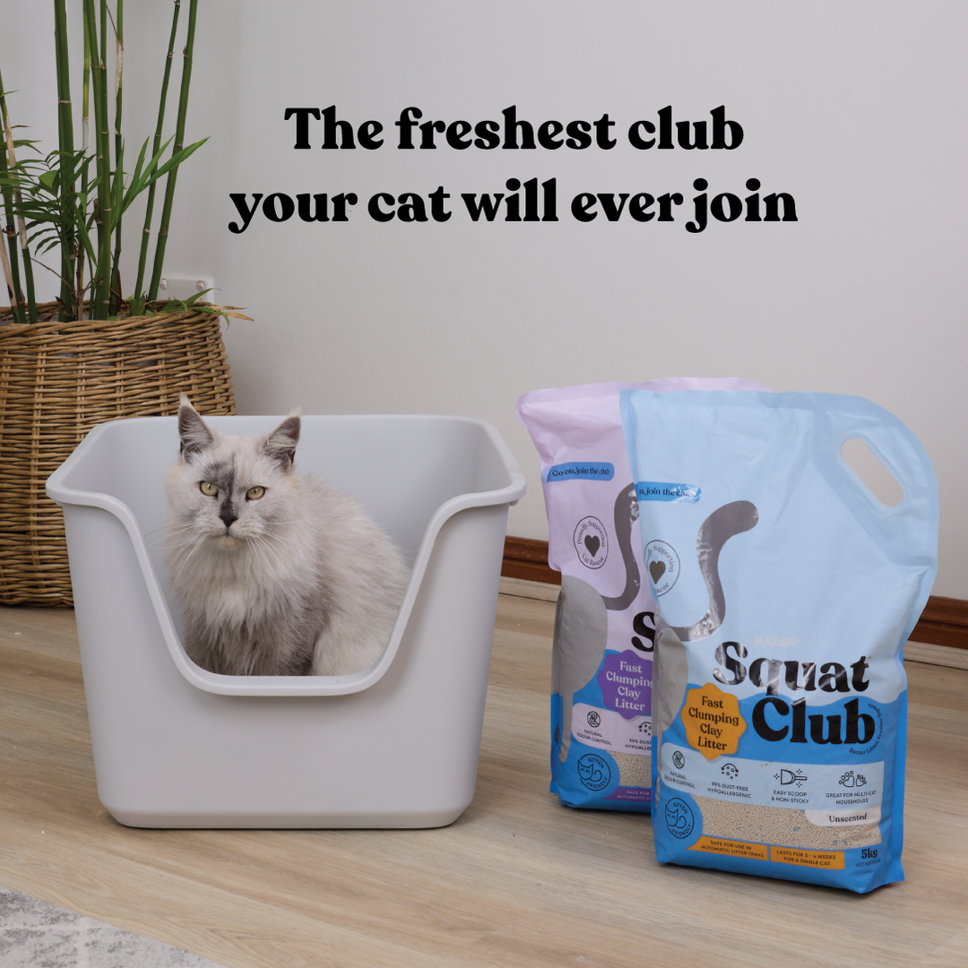 Fast Clumping Clay Cat Litter Unscented