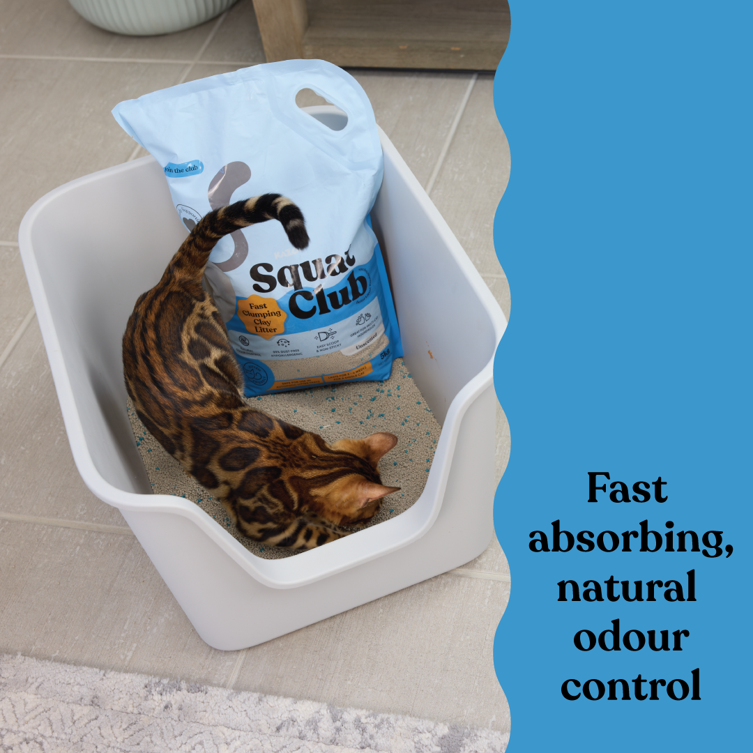 Fast Clumping Clay Cat Litter Unscented
