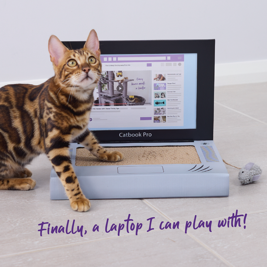 Catbook Pro - Cardboard Cat Laptop
