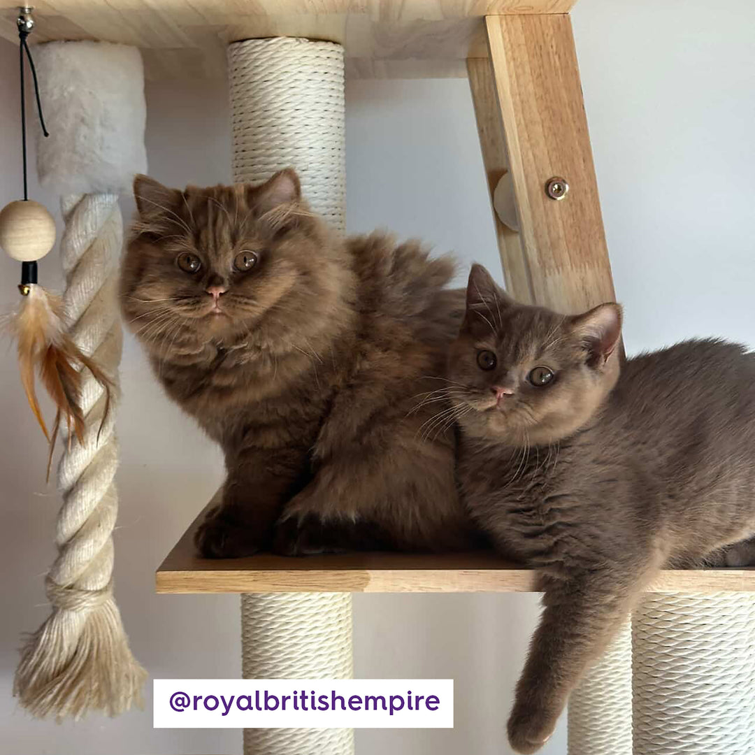 Multi Level Scandi Cat Tower