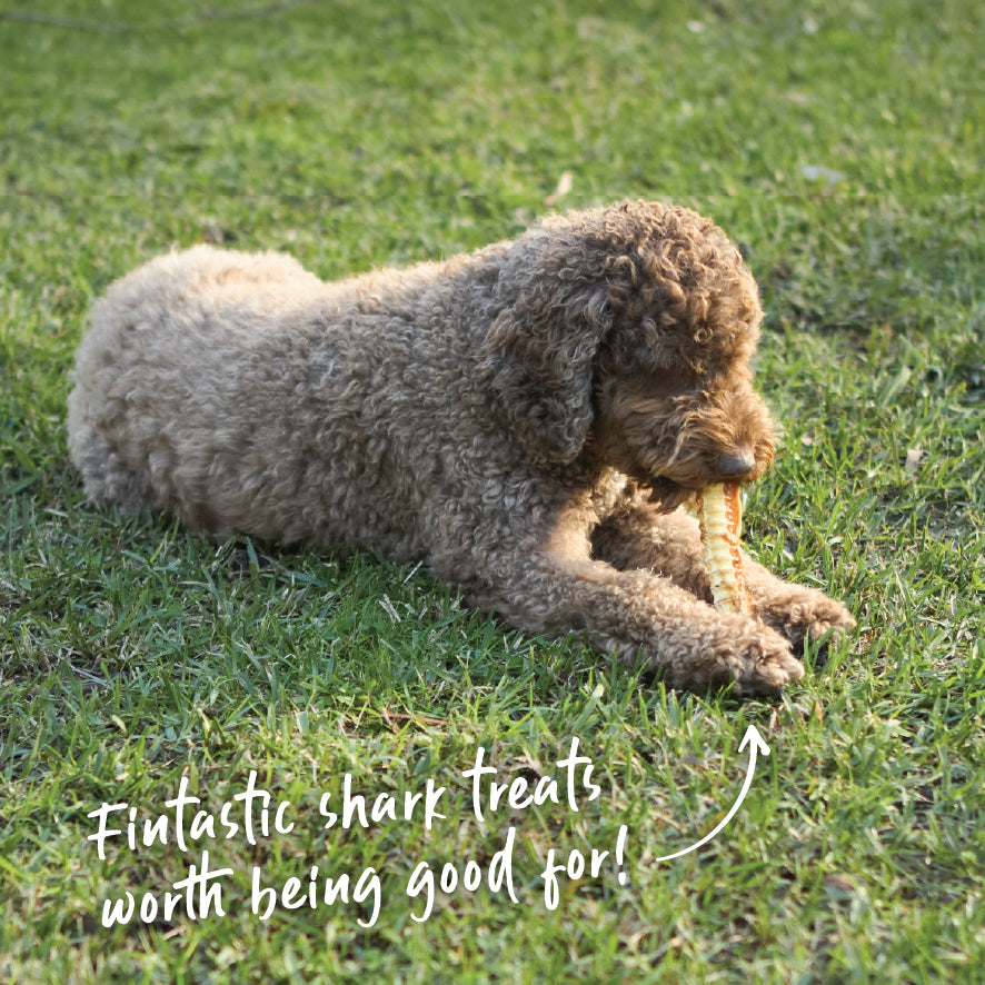 Aussie Shark Cartilage Value Pack - 1kg