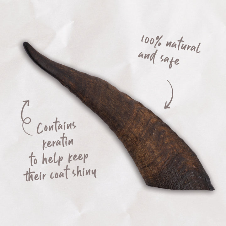 Aussie Goat Horn Dog Treat