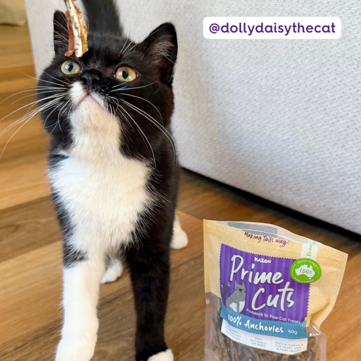 Aussie Anchovies Cat Treats