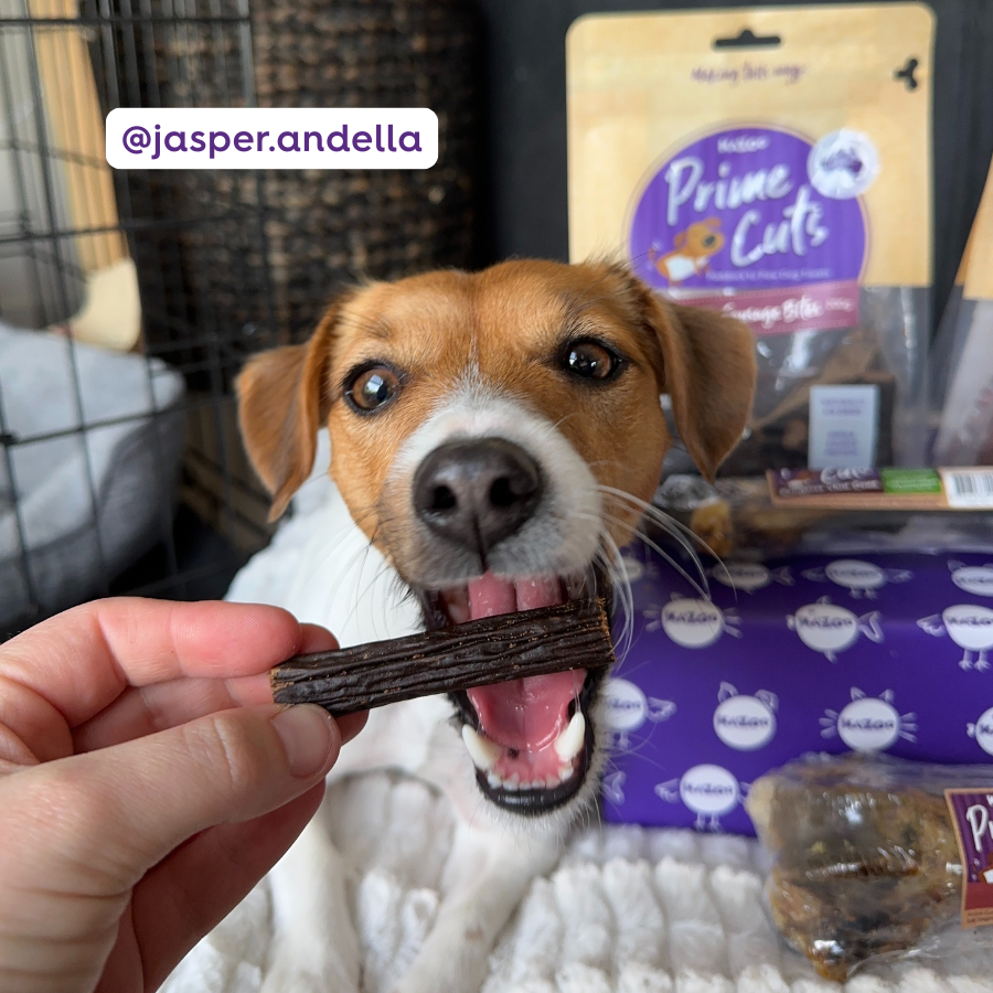 Dog eating a kangaroo treat held by a person with Prime Cuts packaging in the background.