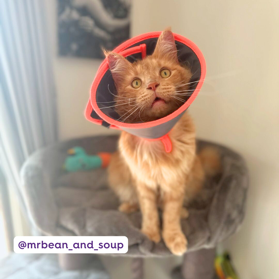 Comfy Recovery Collar