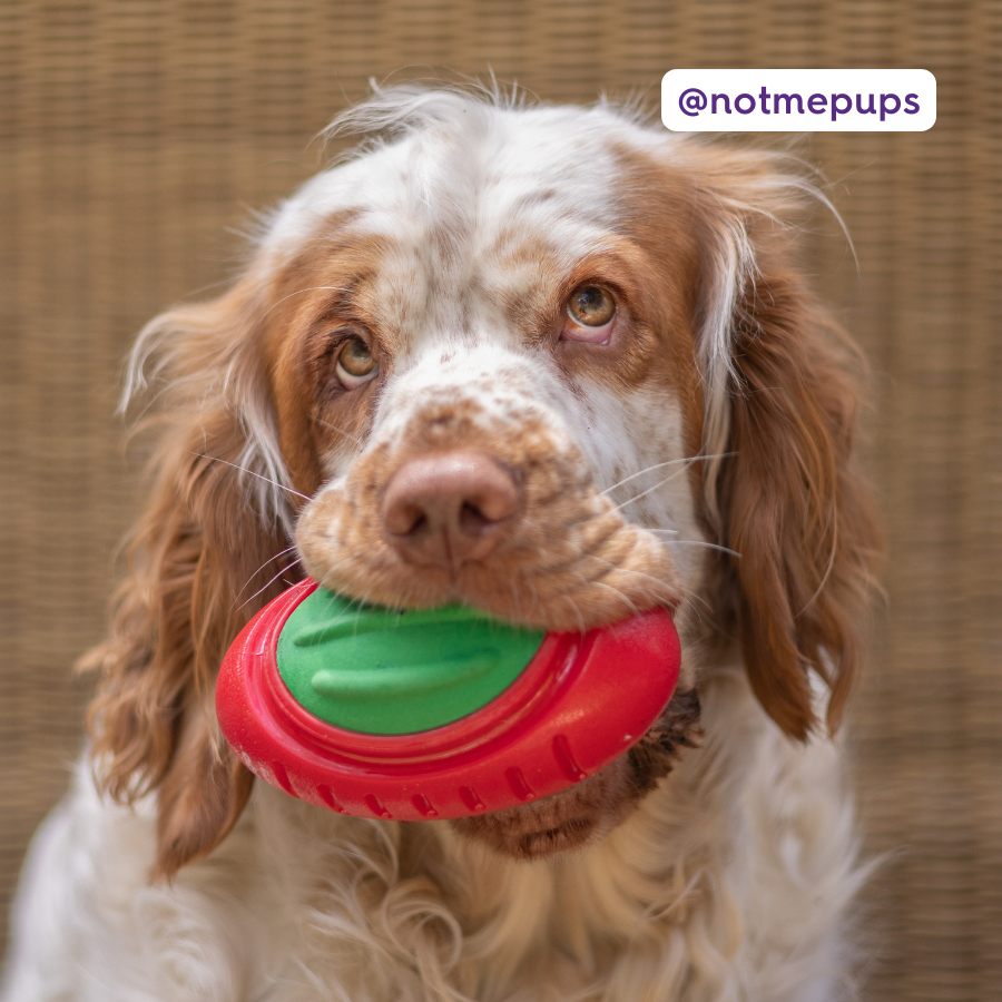 Christmas Tough Footy - Medium