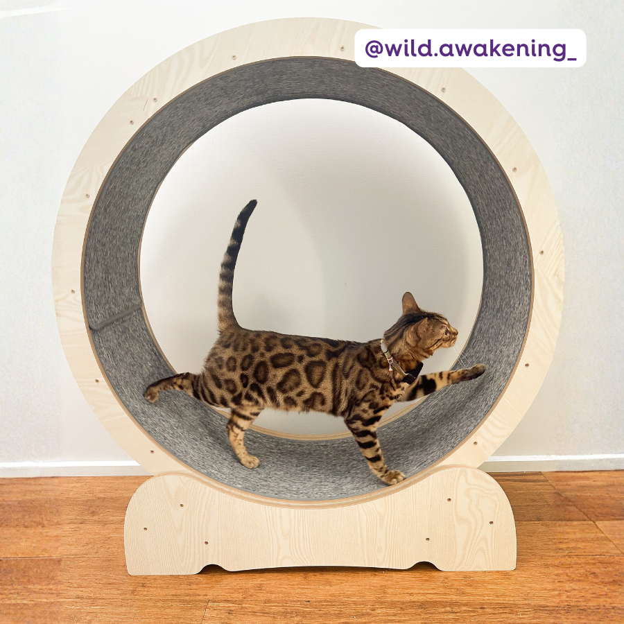 Cat Workout Wheel