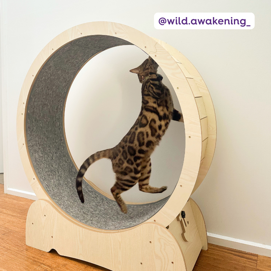 Cat Workout Wheel