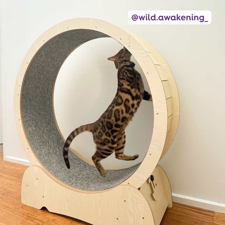 Cat Workout Wheel