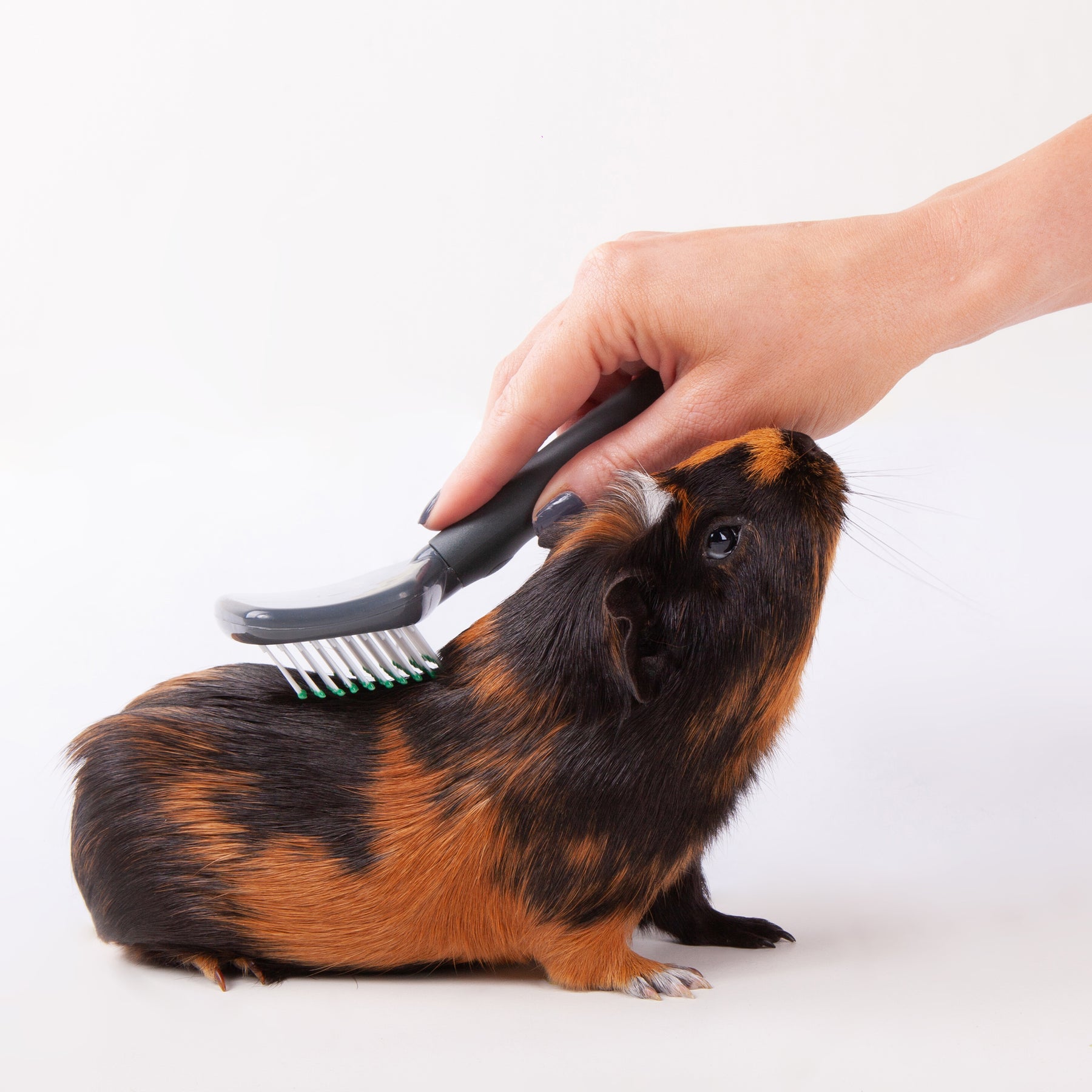 Guinea pig discount hair brush