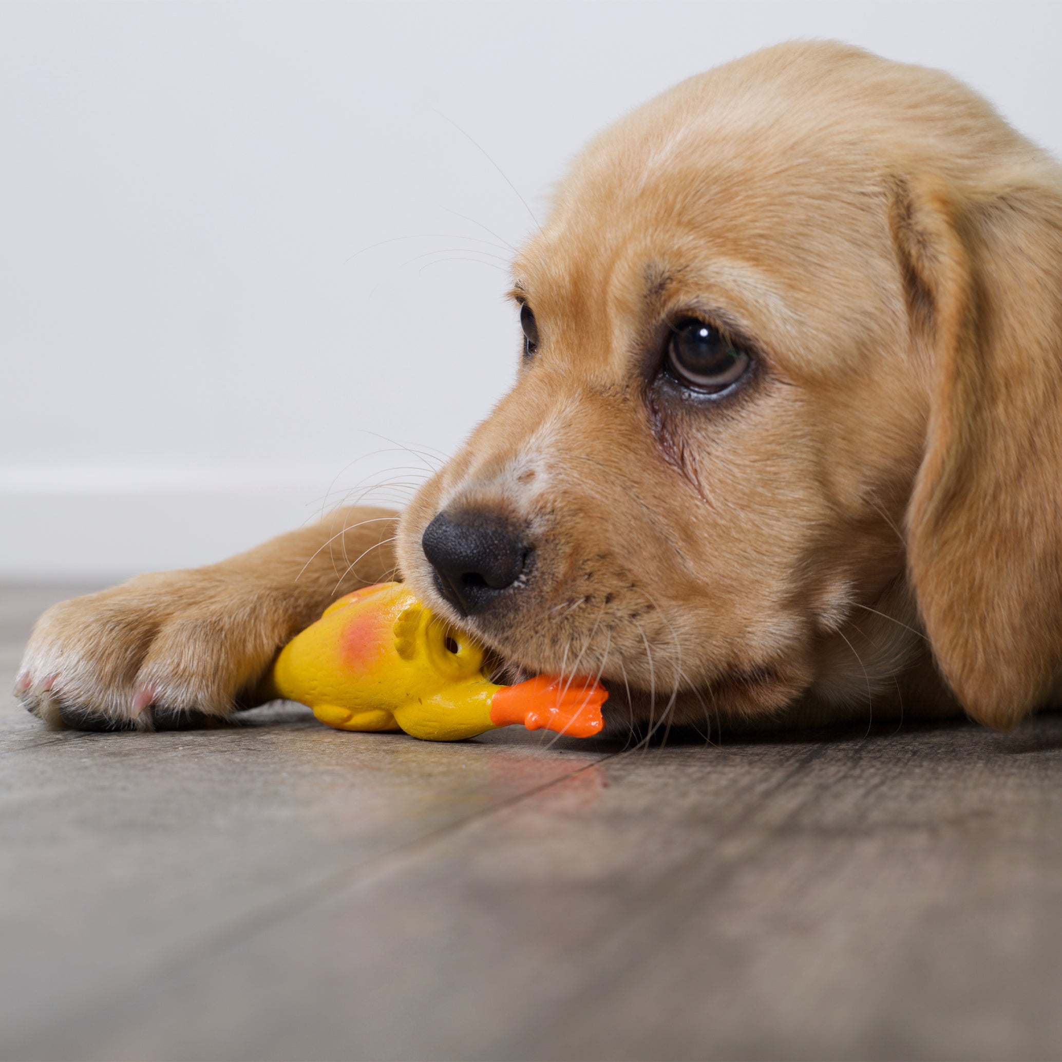 Duck squeaky dog toy top