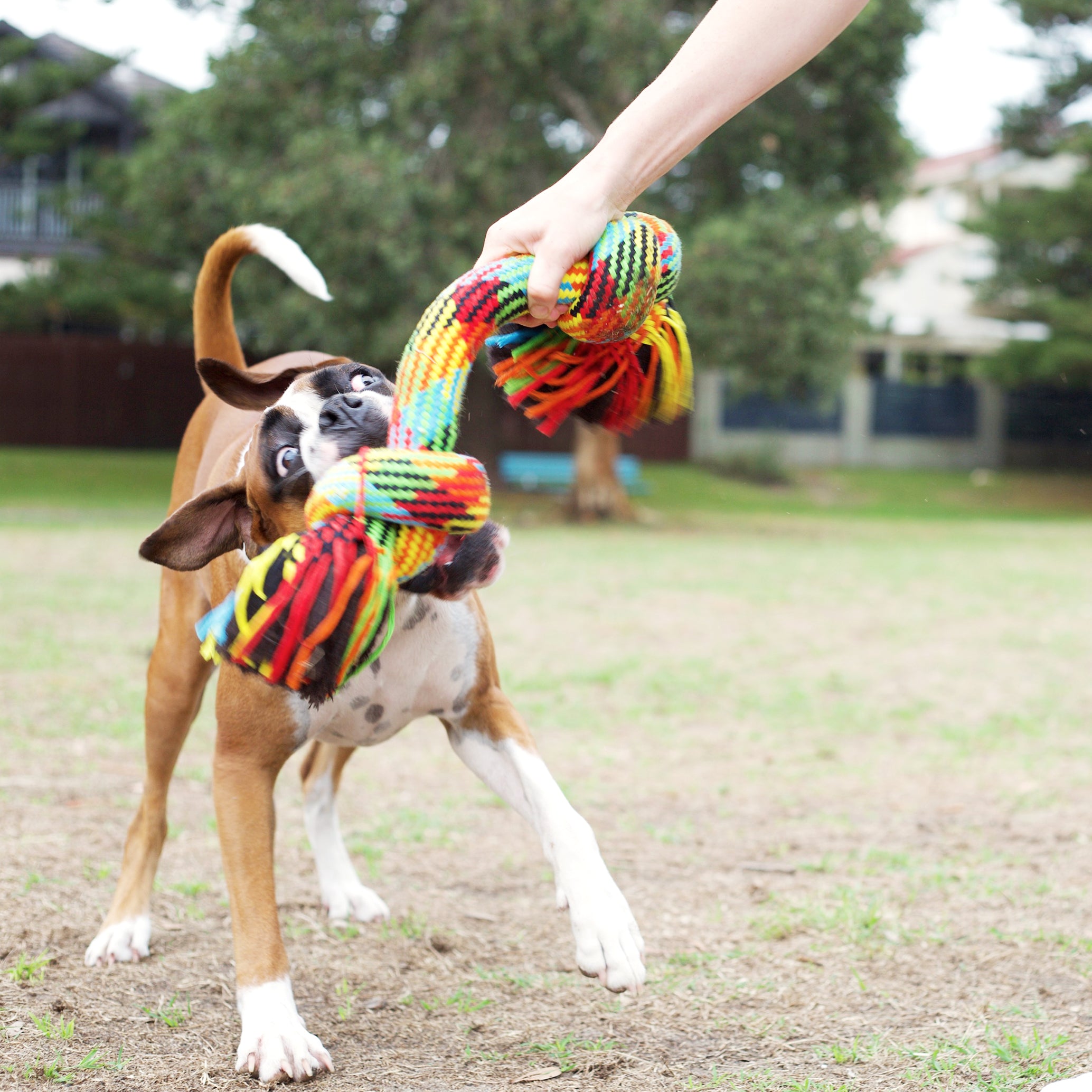 Braided Rope Knot Bone Dog Toy Kazoo Pet Co
