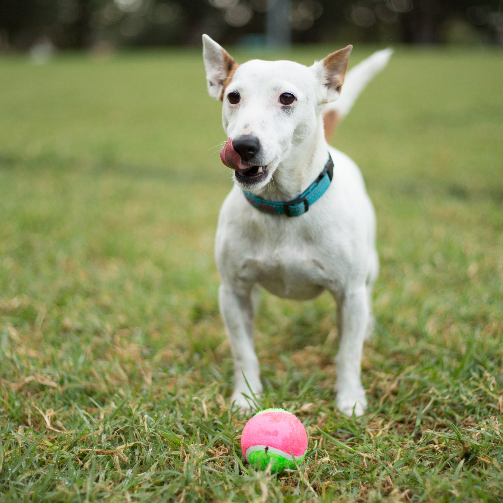 Best tennis balls outlet for dogs that chew