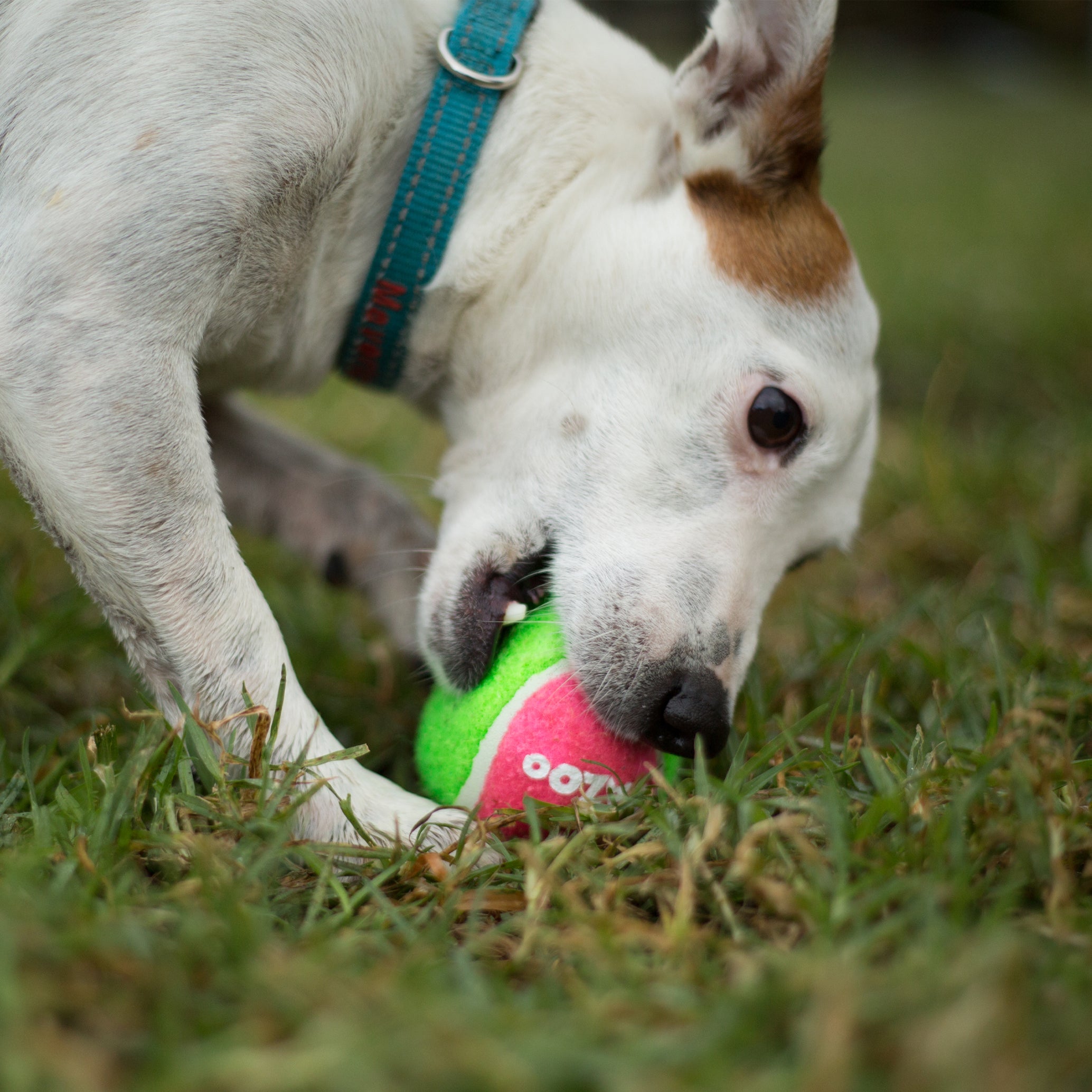 Puncture Proof Tennis Ball Dog Toy Kazoo Pet Co