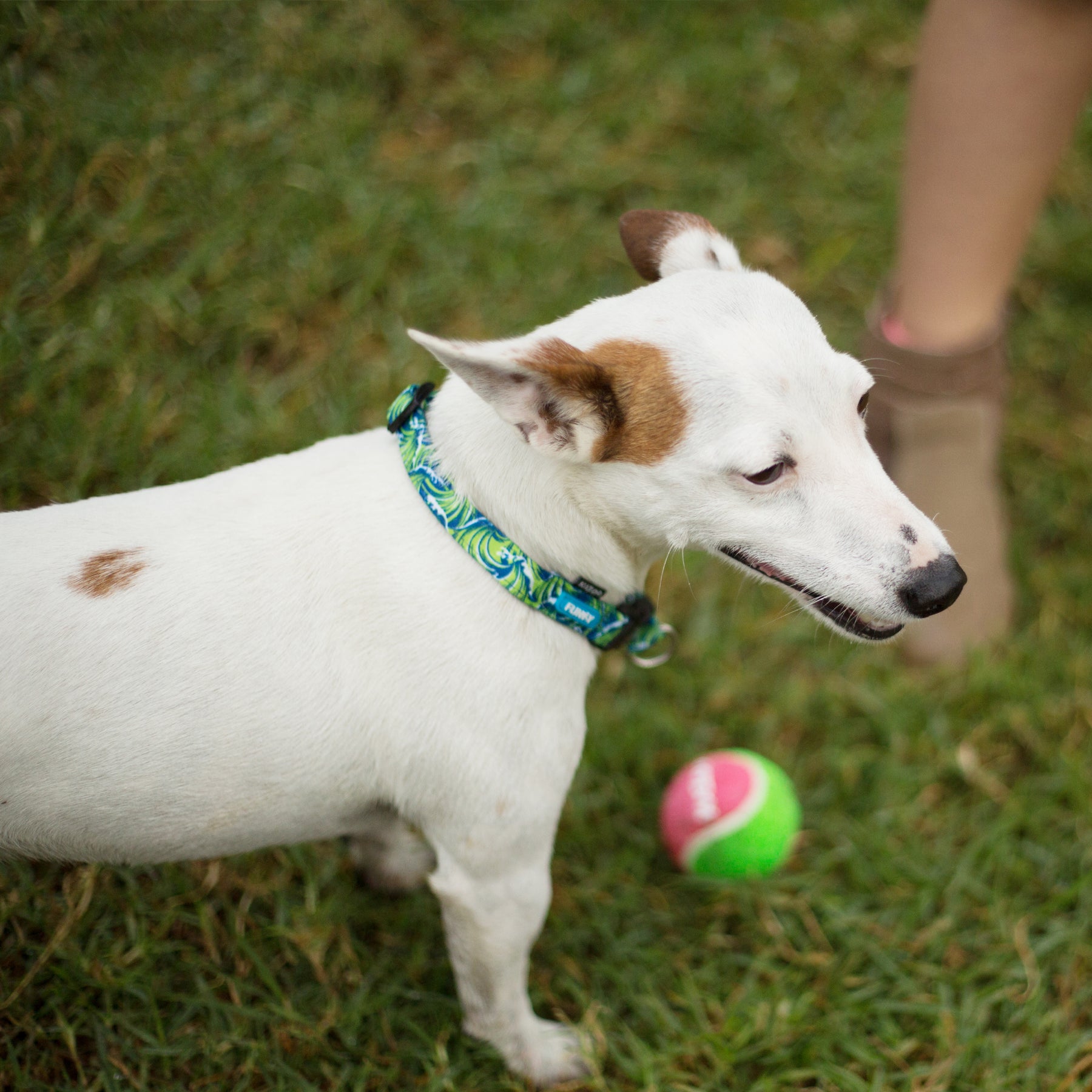 Dog proof shop tennis balls